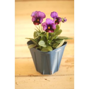 画像: 【1点もの】さとう園芸&江原ビオラ ヌーヴェルヴァーグ ◆ver.24◆