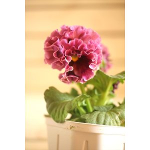 画像: フリンジ咲きパンジーローヴドゥアントワネット『ロココ』 ★1点もの ver.10★