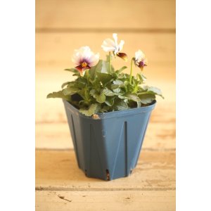 画像: 【1点もの】さとう園芸&江原ビオラ ヌーヴェルヴァーグ ◆ver.12◆