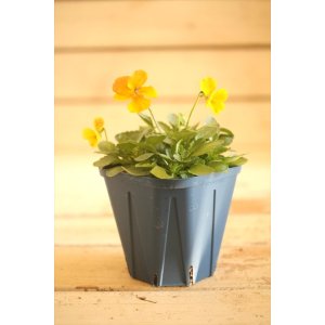 画像: 【1点もの】さとう園芸&江原ビオラ ヌーヴェルヴァーグ ◆ver.36◆