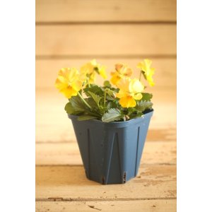 画像: 【1点もの】さとう園芸&江原ビオラ ヌーヴェルヴァーグ ◆ver.6◆