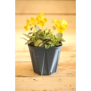 画像: 【1点もの】さとう園芸&江原ビオラ ヌーヴェルヴァーグ ◆ver.27◆