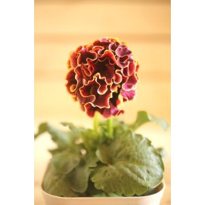 画像: フリンジ咲きパンジーローヴドゥアントワネット『ロココ』 ★1点もの ver.6★