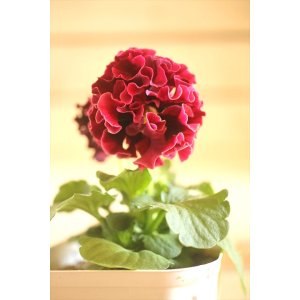 画像: フリンジ咲きパンジーローヴドゥアントワネット『ロココ』 ★1点もの ver.18★