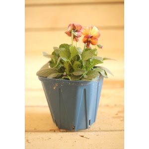 画像: 【1点もの】さとう園芸&江原ビオラ ヌーヴェルヴァーグ ◆ver.10◆