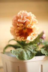 画像: フリンジ咲きパンジーローヴドゥアントワネット『ロココ』 ★１点もの ver.２６ 