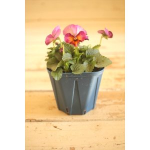 画像: 【1点もの】さとう園芸&江原ビオラ ヌーヴェルヴァーグ ◆ver.22◆