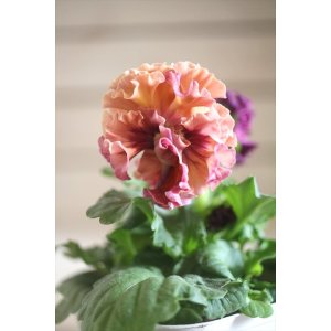 画像: フリンジ咲きパンジー 『ローブ・ドゥ・アントワネット』 ★１点もの ver.１４★ 