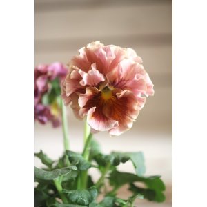 画像: フリンジ咲きパンジー 『ローブ・ドゥ・アントワネット』 ★１点もの ver.３０★ 