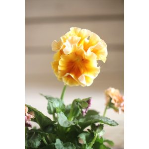 画像: フリンジ咲きパンジー 『ローブ・ドゥ・アントワネット』 ★１点もの ver.１１★ 