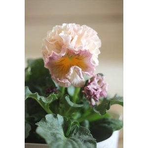 画像: フリンジ咲きパンジー 『ローブ・ドゥ・アントワネット』 ★１点もの ver.１８★ 