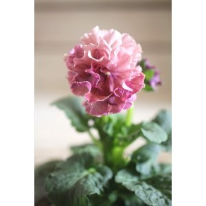 画像: フリンジ咲きパンジー 『ローブ・ドゥ・アントワネット』 ★１点もの ver.２６★ 