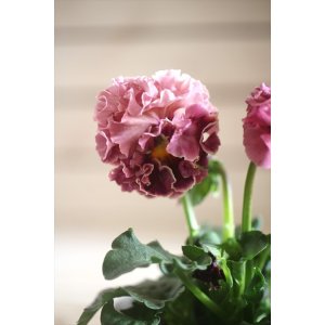 画像: フリンジ咲きパンジー 『ローブ・ドゥ・アントワネット』 ★１点もの ver.２４★ 