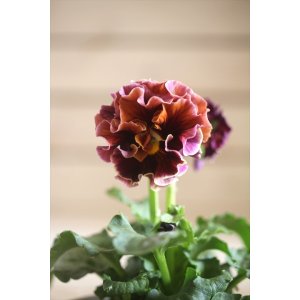 画像: フリンジ咲きパンジー 『ローブ・ドゥ・アントワネット』 ★１点もの ver.７★ 