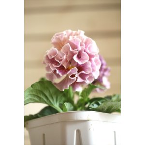 画像: フリンジ咲きパンジー 『ローブ・ドゥ・アントワネット』 ★１点もの ver.２★ 