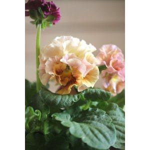 画像: フリンジ咲きパンジー 『ローブ・ドゥ・アントワネット』 ★１点もの ver.９★ 