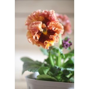 画像: フリンジ咲きパンジー 『ローブ・ドゥ・アントワネット』 ★１点もの ver.３６★ 