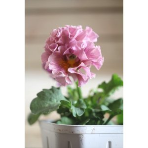 画像: フリンジ咲きパンジー 『ローブ・ドゥ・アントワネット』 ★１点もの ver.３４★ 