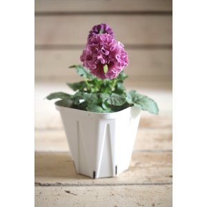 画像: フリンジ咲きパンジー 『ローブ・ドゥ・アントワネット』 ★１点もの ver.３１★ 