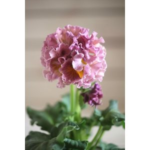 画像: フリンジ咲きパンジー 『ローブ・ドゥ・アントワネット』 ★１点もの ver.３７★ 