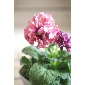 画像: フリンジ咲きパンジー 『ローブ・ドゥ・アントワネット』 ★１点もの ver.１０★ 