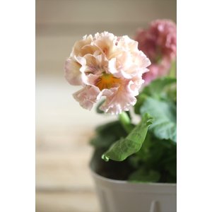 画像: フリンジ咲きパンジー 『ローブ・ドゥ・アントワネット』 ★１点もの ver.８★ 