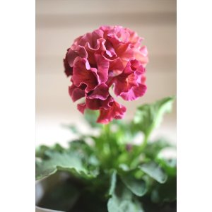 画像: フリンジ咲きパンジー 『ローブ・ドゥ・アントワネット』 ★１点もの ver.２１★ 