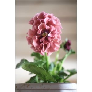 画像: フリンジ咲きパンジー 『ローブ・ドゥ・アントワネット』 ★１点もの ver.３２★ 