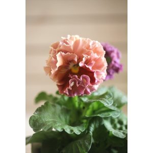 画像: フリンジ咲きパンジー 『ローブ・ドゥ・アントワネット』 ★１点もの ver.４★ 