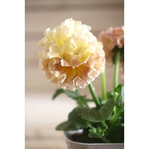 画像: フリンジ咲きパンジー 『ローブ・ドゥ・アントワネット』 ★１点もの ver.２７★ 