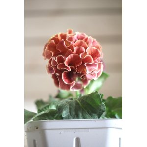 画像: フリンジ咲きパンジー 『ローブ・ドゥ・アントワネット』 ★１点もの ver.３３★ 