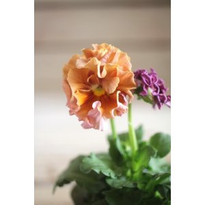 画像: フリンジ咲きパンジー 『ローブ・ドゥ・アントワネット』 ★１点もの ver.３５★ 