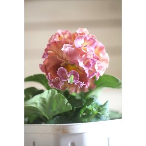 画像: フリンジ咲きパンジー 『ローブ・ドゥ・アントワネット』 ★１点もの ver.１５★ 