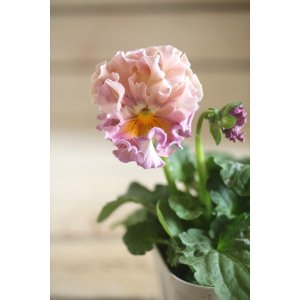 画像: フリンジ咲きパンジー 『ローブ・ドゥ・アントワネット』 ★１点もの ver.１３★ 