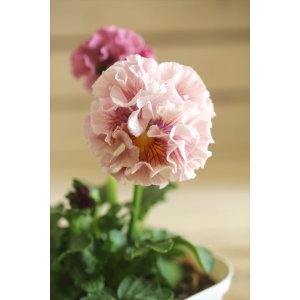 画像: フリンジ咲きパンジー 『ローブ・ドゥ・アントワネット』 ★１点もの ver.１９★ 