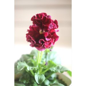 画像: フリンジ咲きパンジー 『ローブ・ドゥ・アントワネット』 ★１点もの ver.１６★ 