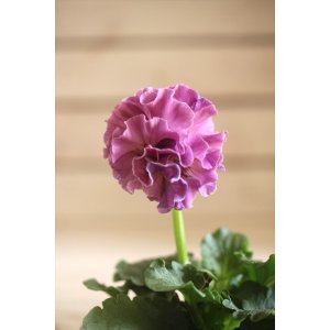 画像: フリンジ咲きパンジー 『ローブ・ドゥ・アントワネット』 ★１点もの ver.６★ 