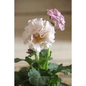 画像: フリンジ咲きパンジー 『ローブ・ドゥ・アントワネット』 ★１点もの ver.２９★ 