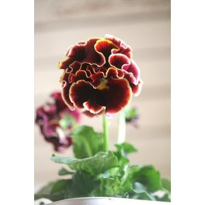 画像: フリンジ咲きパンジー 『ローブ・ドゥ・アントワネット』 ★１点もの ver.２８★ 