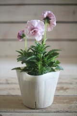 画像: 【１点もの】奥田園芸さんオリジナル！ ときめきビオラ『シフォンドレス』ver.６