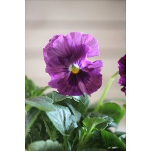 画像: 【1点もの】花日和さんオリジナル! フリルパンジー『シエルブリエ』ver.12