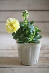 画像: 【１点もの】奥田園芸さんオリジナル！ ときめきビオラ『シフォンドレス』ver.８