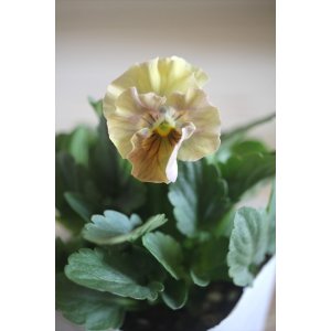 画像: 【１点もの】花日和さんオリジナル！ フリルパンジー『シエルブリエ』ver.１１