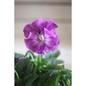 画像: 【1点もの】花日和さんオリジナル! フリルパンジー『シエルブリエ』ver.2