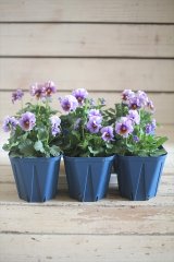 画像: さとう園芸＆江原ビオラ ヌーヴェルヴァーグ『アクアレール』