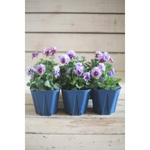 画像: さとう園芸&江原ビオラ ヌーヴェルヴァーグ『アクアレール』