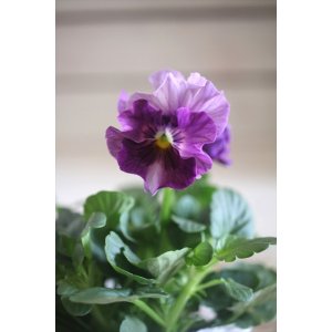 画像: 【１点もの】花日和さんオリジナル！ フリルパンジー『シエルブリエ』ver.８