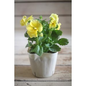 画像: 【１点もの】奥田園芸さんオリジナル！ ときめきビオラ『シフォンドレス』ver.２