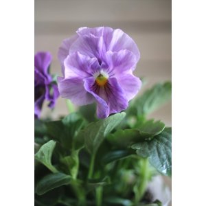 画像: 【1点もの】花日和さんオリジナル! フリルパンジー『シエルブリエ』ver.4