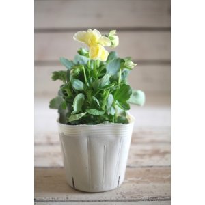 画像: 【１点もの】奥田園芸さんオリジナル！ ときめきビオラ『シフォンドレス』ver.７